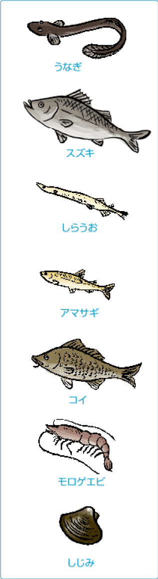 しじみの販売 宍道湖のしじみを扱うイトハラ水産 島根県松江市の宍道湖畔のしじみの学校 宍道湖ってどこ どんなとこ