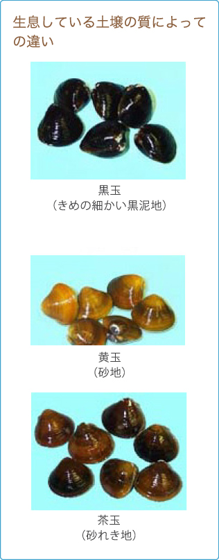 しじみの販売 宍道湖のしじみを扱うイトハラ水産 島根県松江市の宍道湖畔のしじみの学校 しじみってどんな生物なの