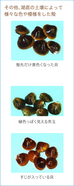 しじみの販売 宍道湖のしじみを扱うイトハラ水産 島根県松江市の宍道湖畔のしじみの学校 しじみってどんな生物なの しじみの販売 宍道湖のしじみを扱うイトハラ水産 島根県松江市の宍道湖畔のしじみの学校 しじみってどんな生物なの